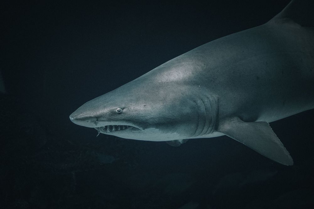 Close-up of a grey shark swimming in dark ocean waters, showcasing its sharp teeth and streamlined body.