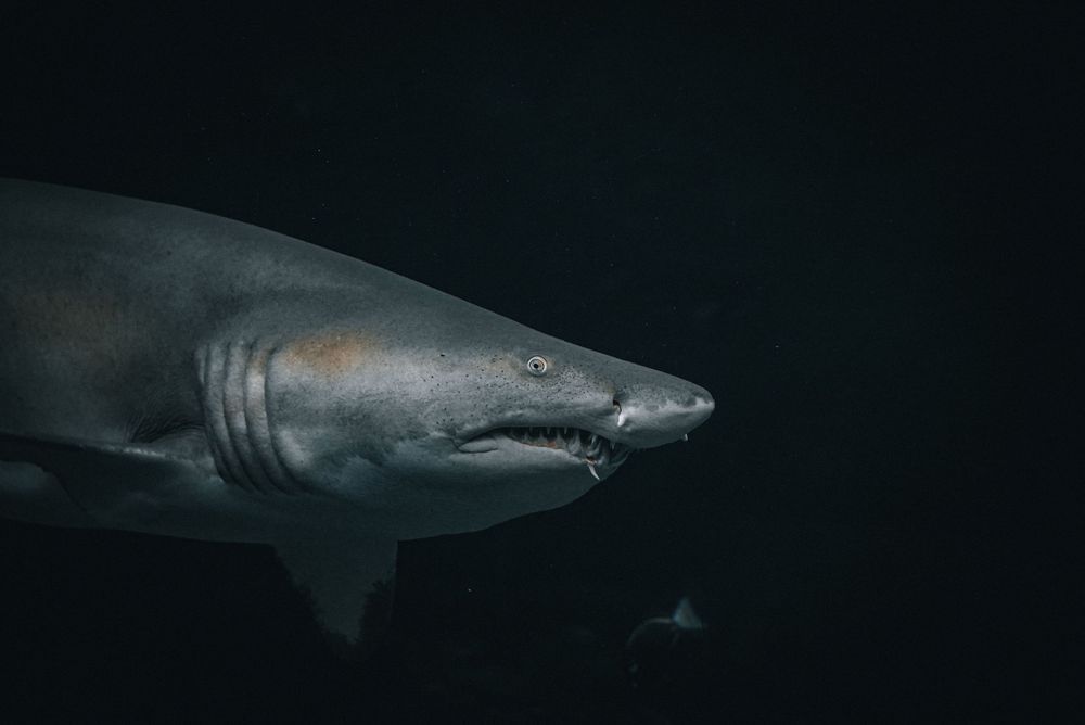 Close-up of a sand tiger shark swimming in dark water, showcasing its jagged teeth and grey skin.