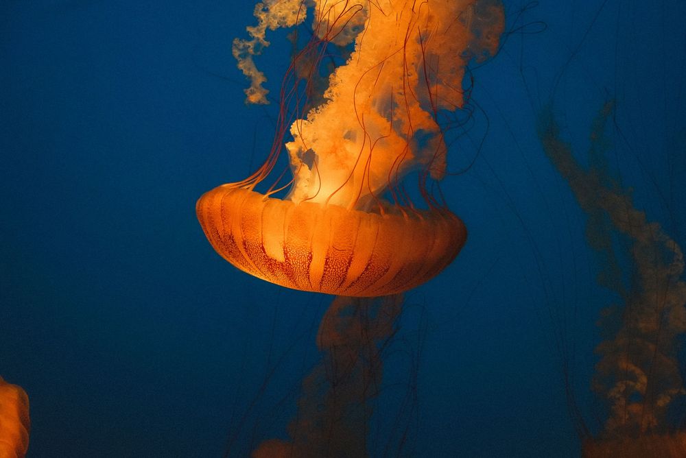 A glowing orange jellyfish with long tentacles floating gracefully in deep blue ocean water.