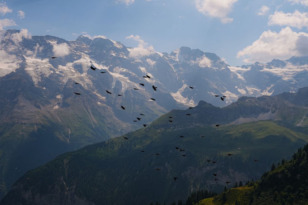 A flock of birds soars over a stunning alpine valley with snow-capped mountain peaks and lush green slopes.