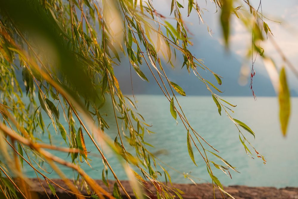 Willow tree branches with green leaves hanging over a tranquil turquoise lake with mountains in the background.