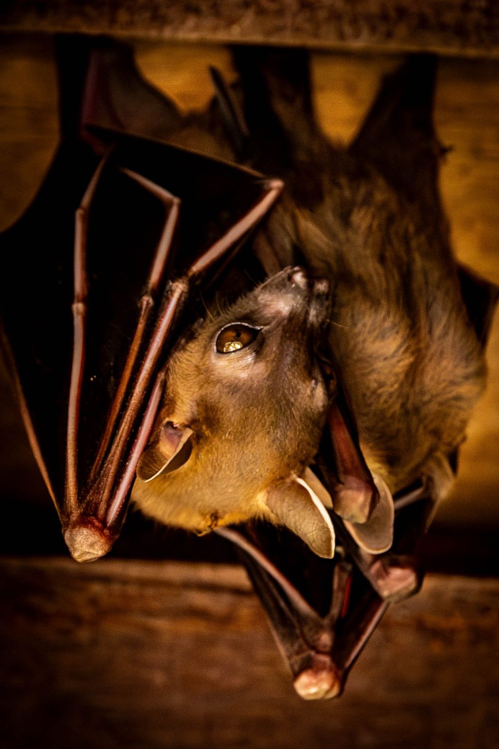 Close-up of a bat hanging upside down from wooden rafters, showing detailed face and folded wings.