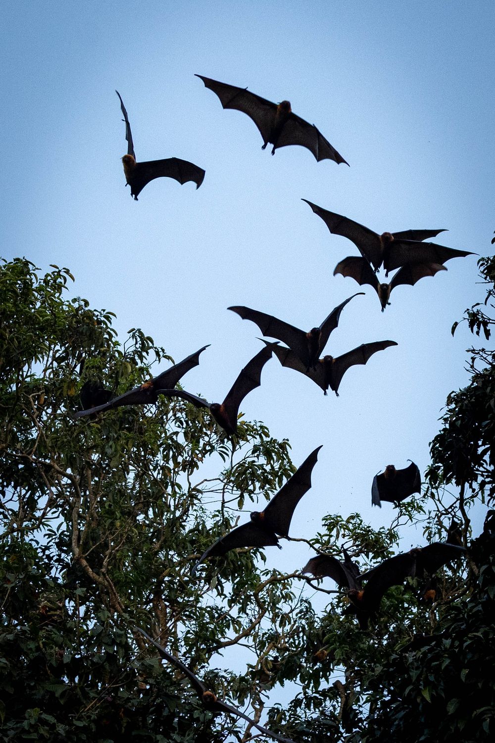 Silhouettes of a flock of flying foxes taking flight above treetops.