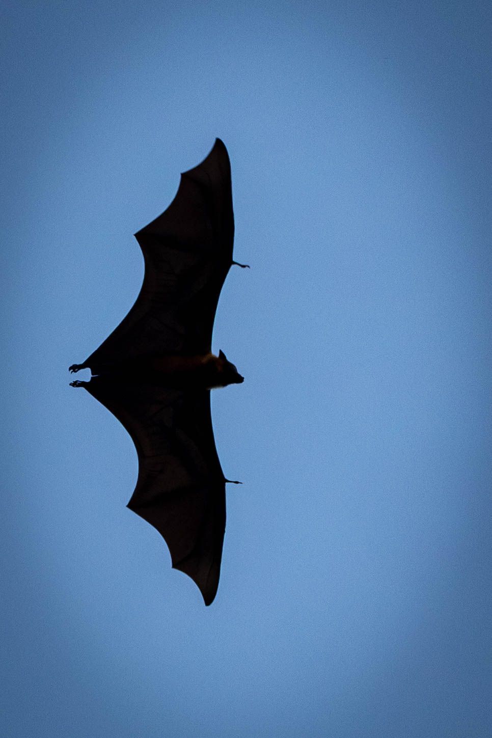Silhouette of a large fruit bat in full flight against a clear blue sky.