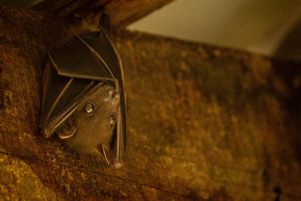 A bat roosting upside down in a wooden structure, peering curiously at the camera in low light.
