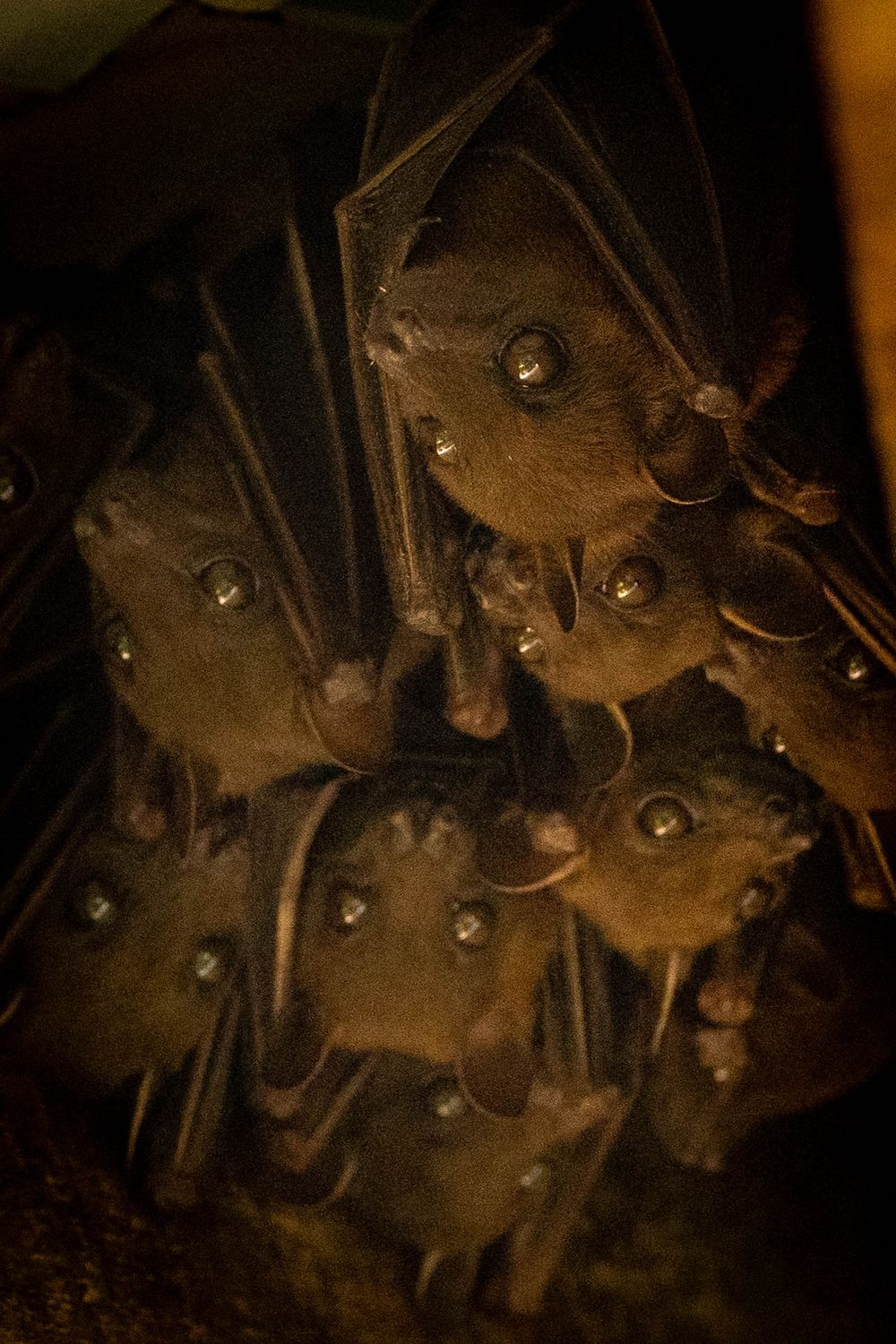 A cluster of bats roosting together in a dark cave, their eyes reflecting light as they hang upside down.