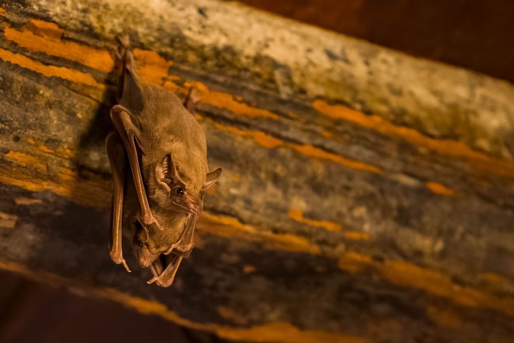 A brown bat roosting on a weathered wooden beam with orange and yellow textures.