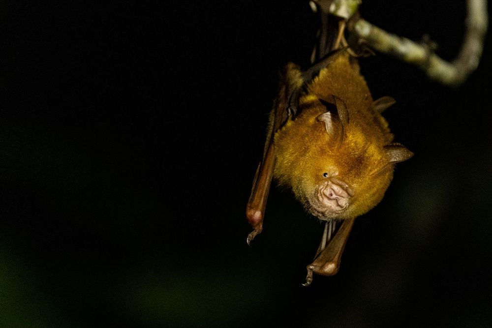 A golden-furred bat hanging upside down from a branch against a dark background.
