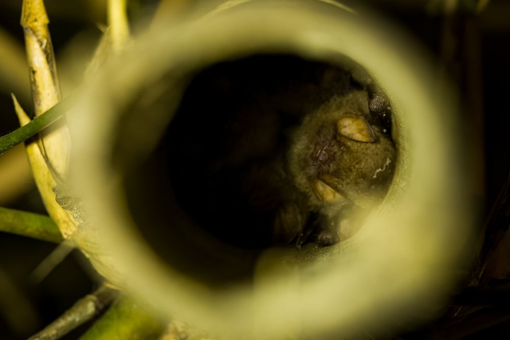 A small bat peeking out from inside a hollow bamboo tube in dim light.