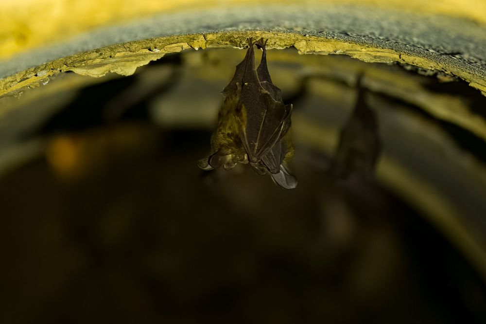 Two small bats roosting upside down inside a dark curved cave or tunnel ceiling.
