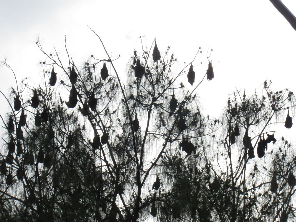 A large colony of fruit bats hanging from bare tree branches against an overcast sky.