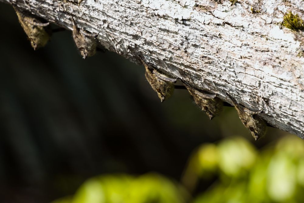 Close-up of weathered tree bark with peeling white paint in dappled sunlight with green foliage below.