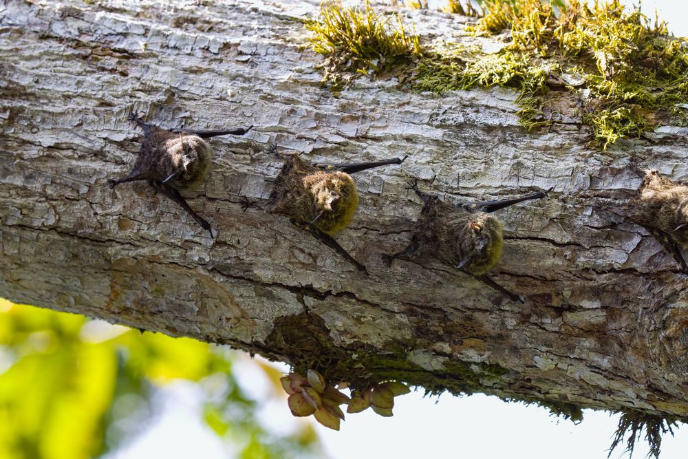 Four small bats resting on the side of a moss-covered tree trunk.