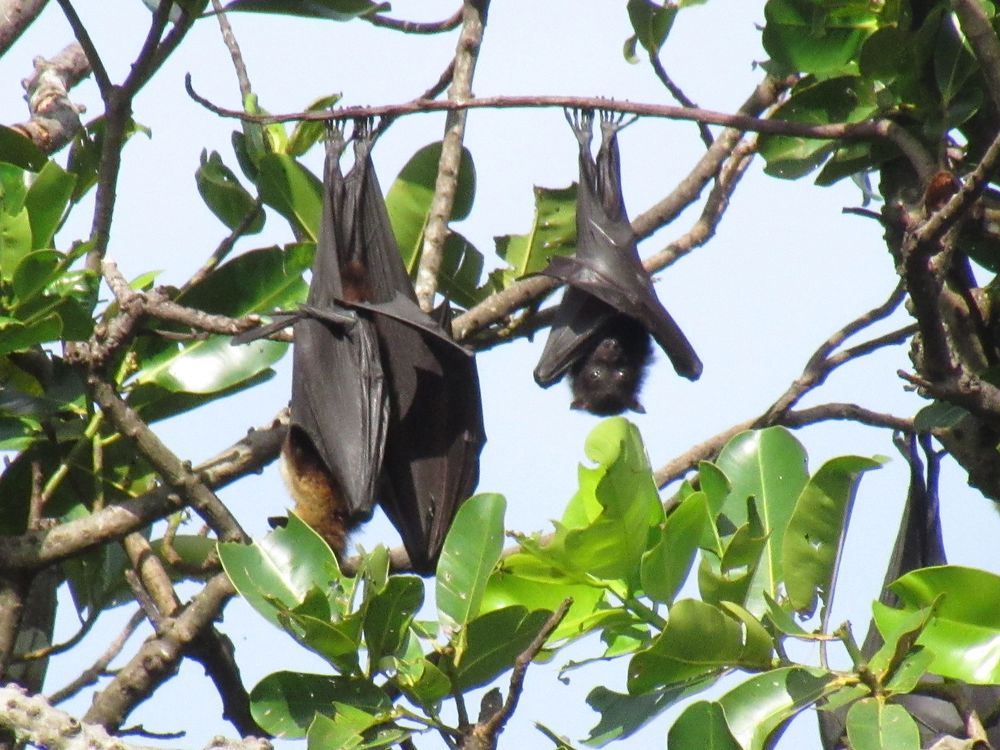Two large fruit bats hanging upside down from branches against a bright sky.