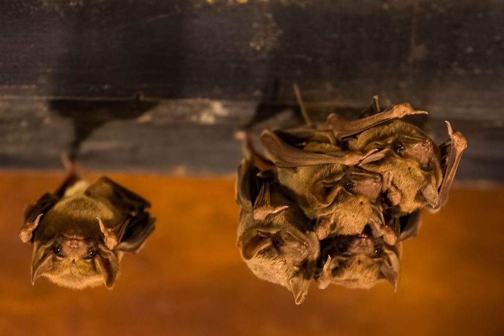 A cluster of bats roosting upside down on a wooden ceiling in a dark enclosed space.
