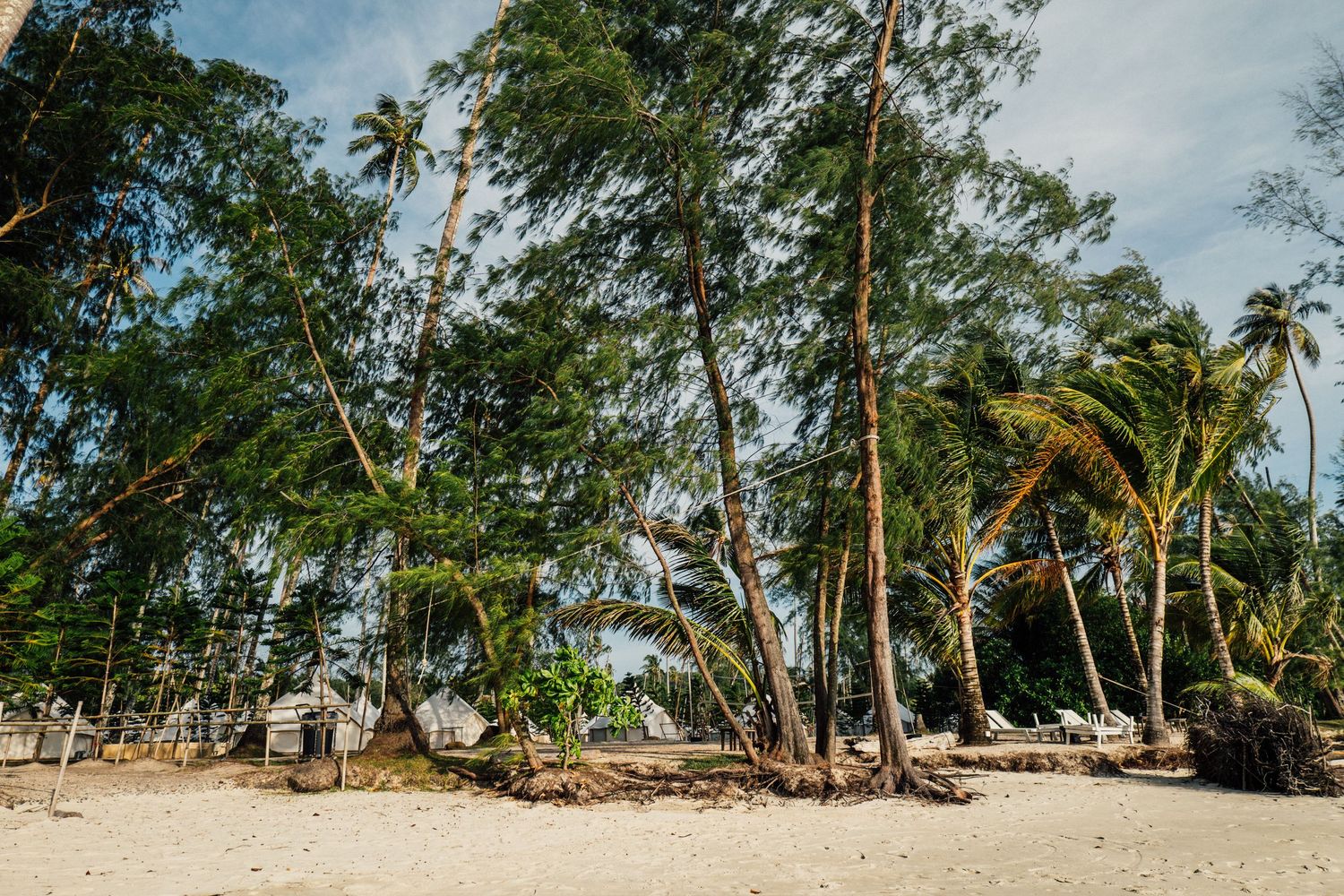 Tropical beach with tall palm trees and lush green trees on white sand under a partly cloudy sky.
