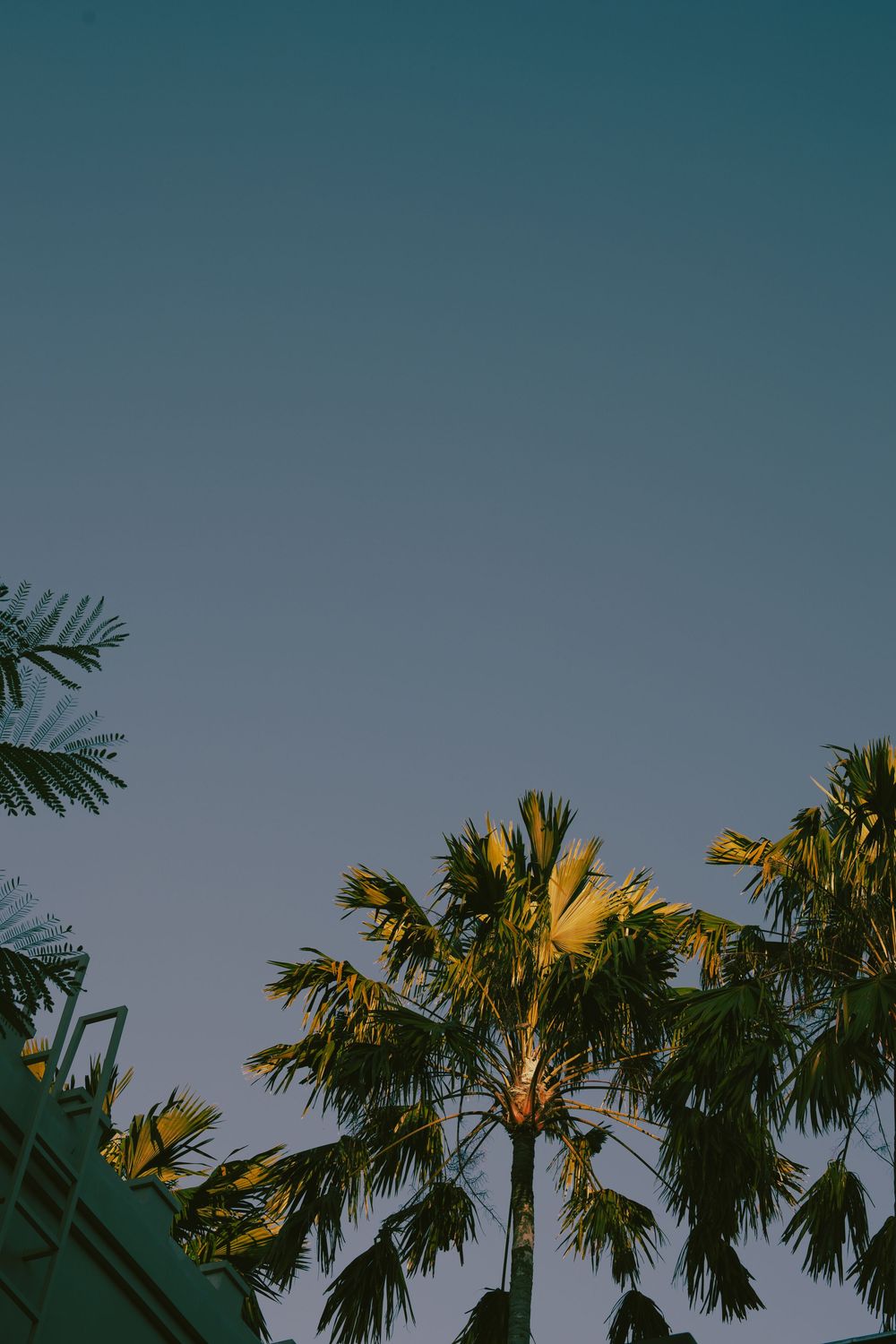 Palm trees illuminated by golden sunlight against a clear blue sky at dusk.
