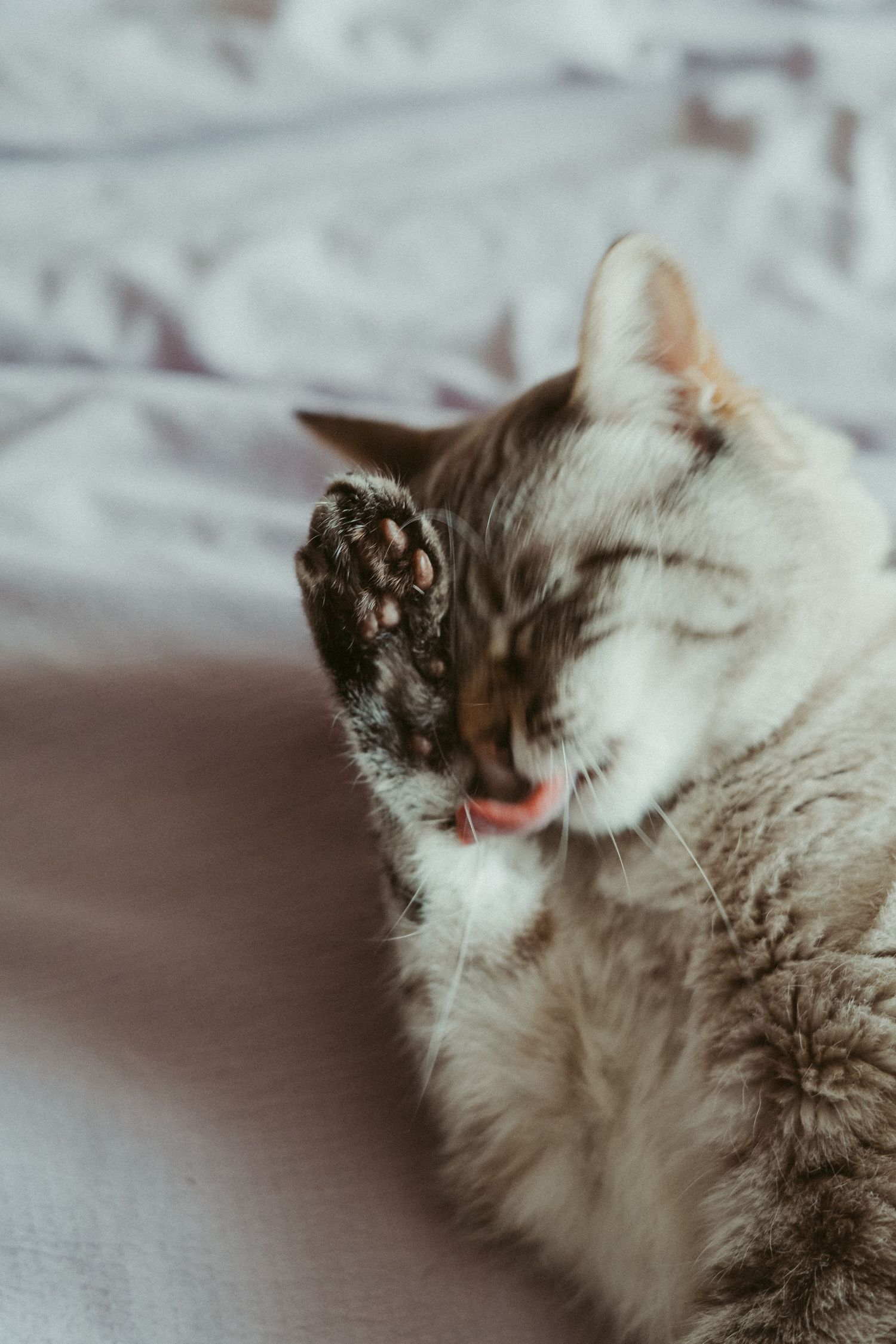 A tabby cat grooming itself by licking its raised paw while sitting on a bed with gray sheets.