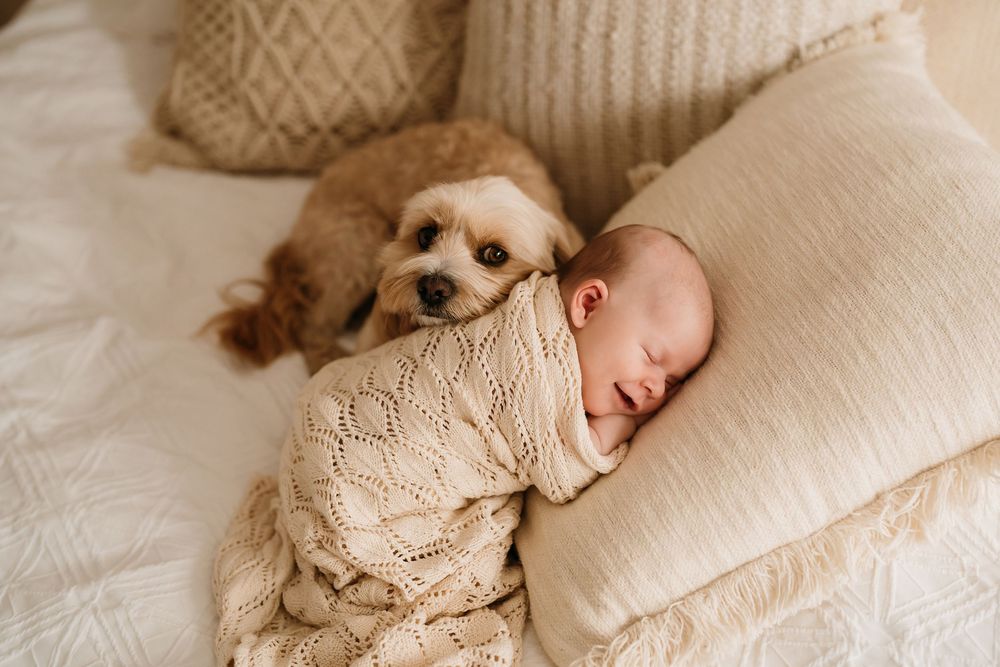 A small dog lies protectively next to a sleeping baby wrapped in a cream-colored knit blanket on white bedding. Sydney newborn photography