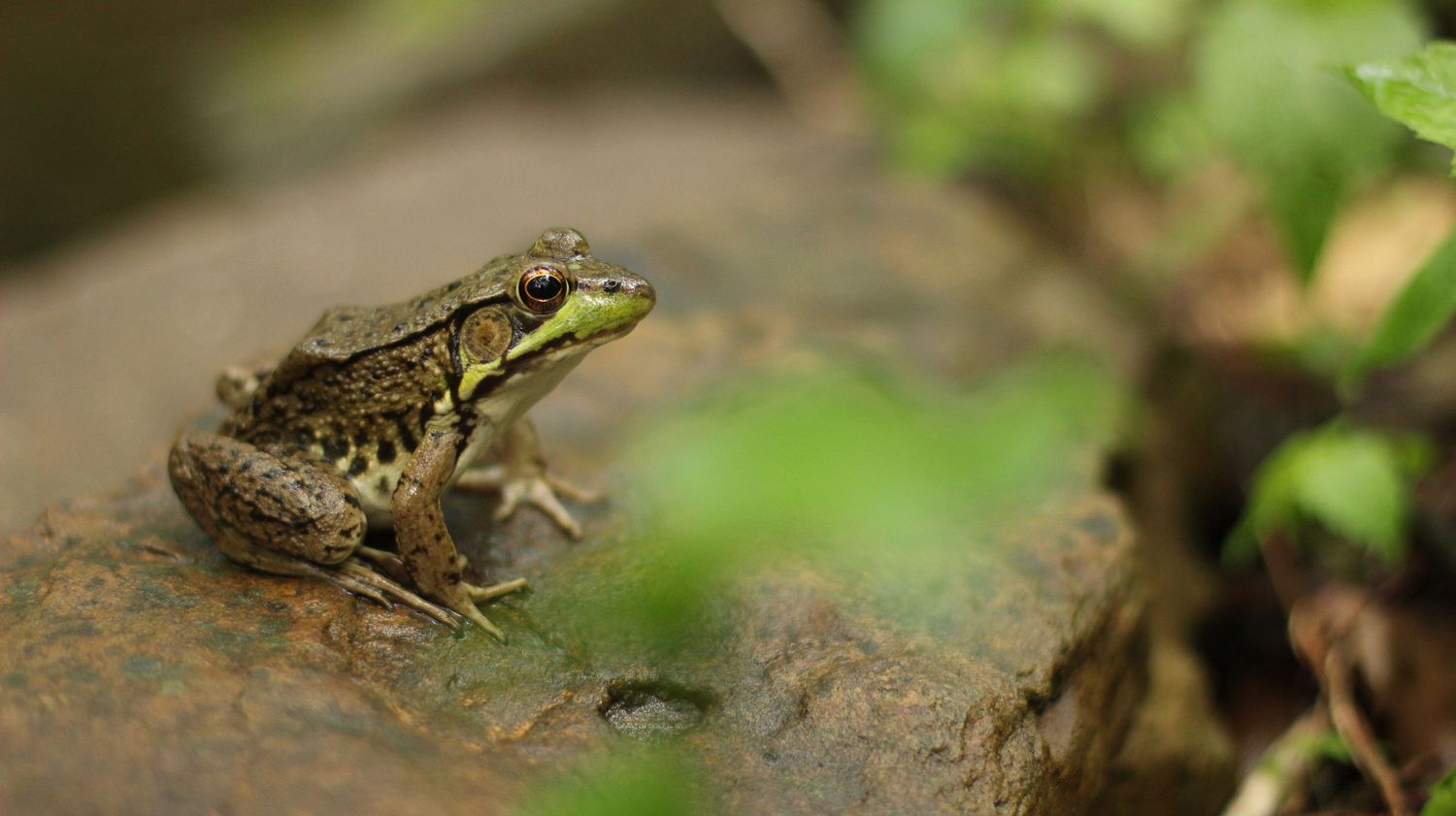 A frog on a rock