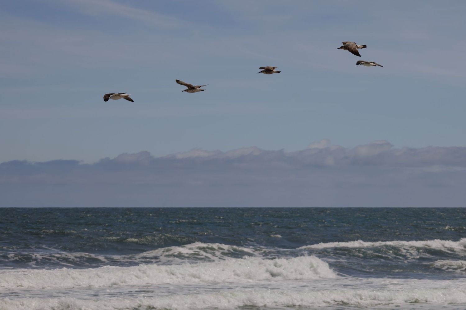 Beach scenes with seagulls