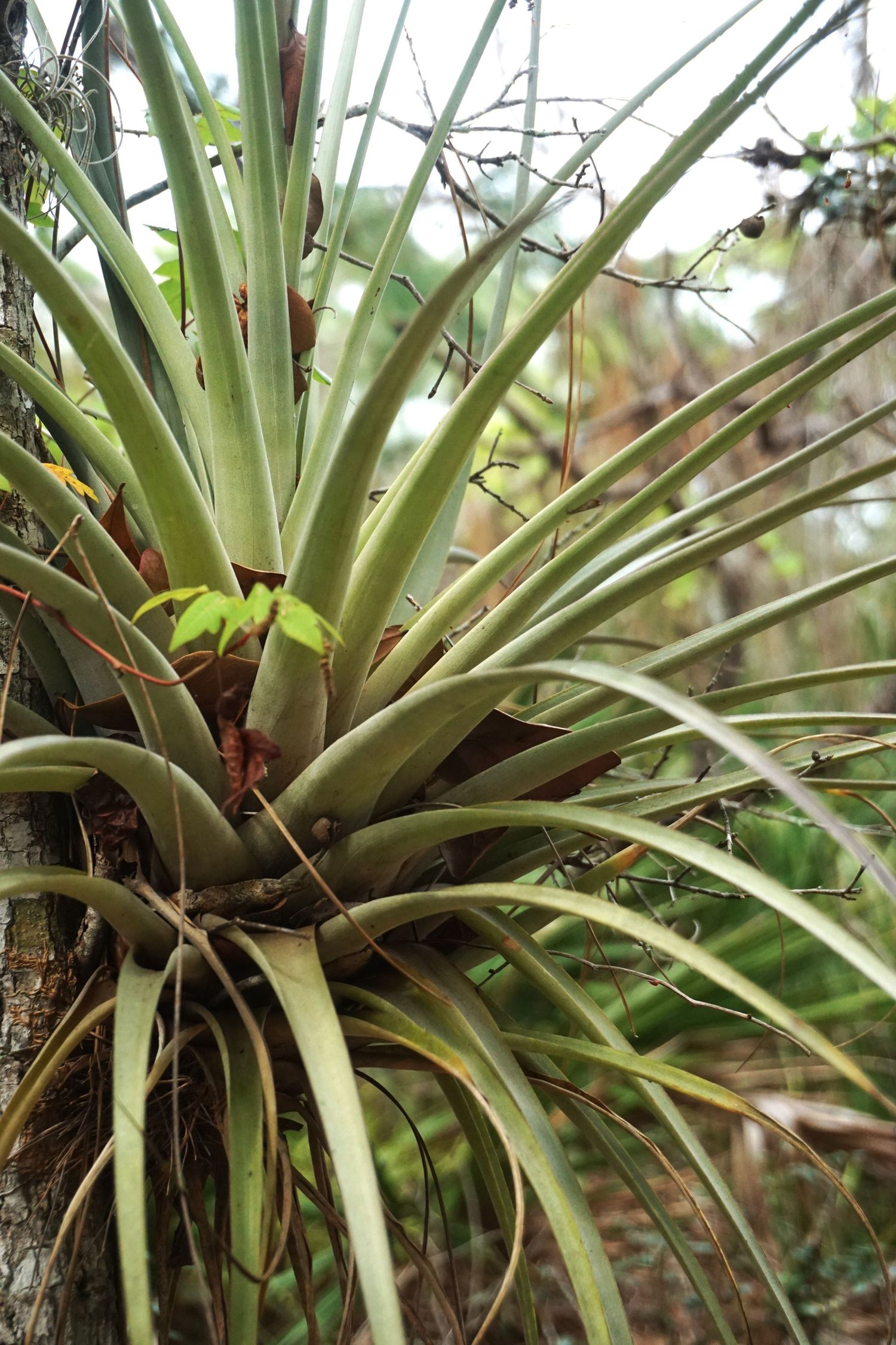 Naples, Florida Botanical Gardens