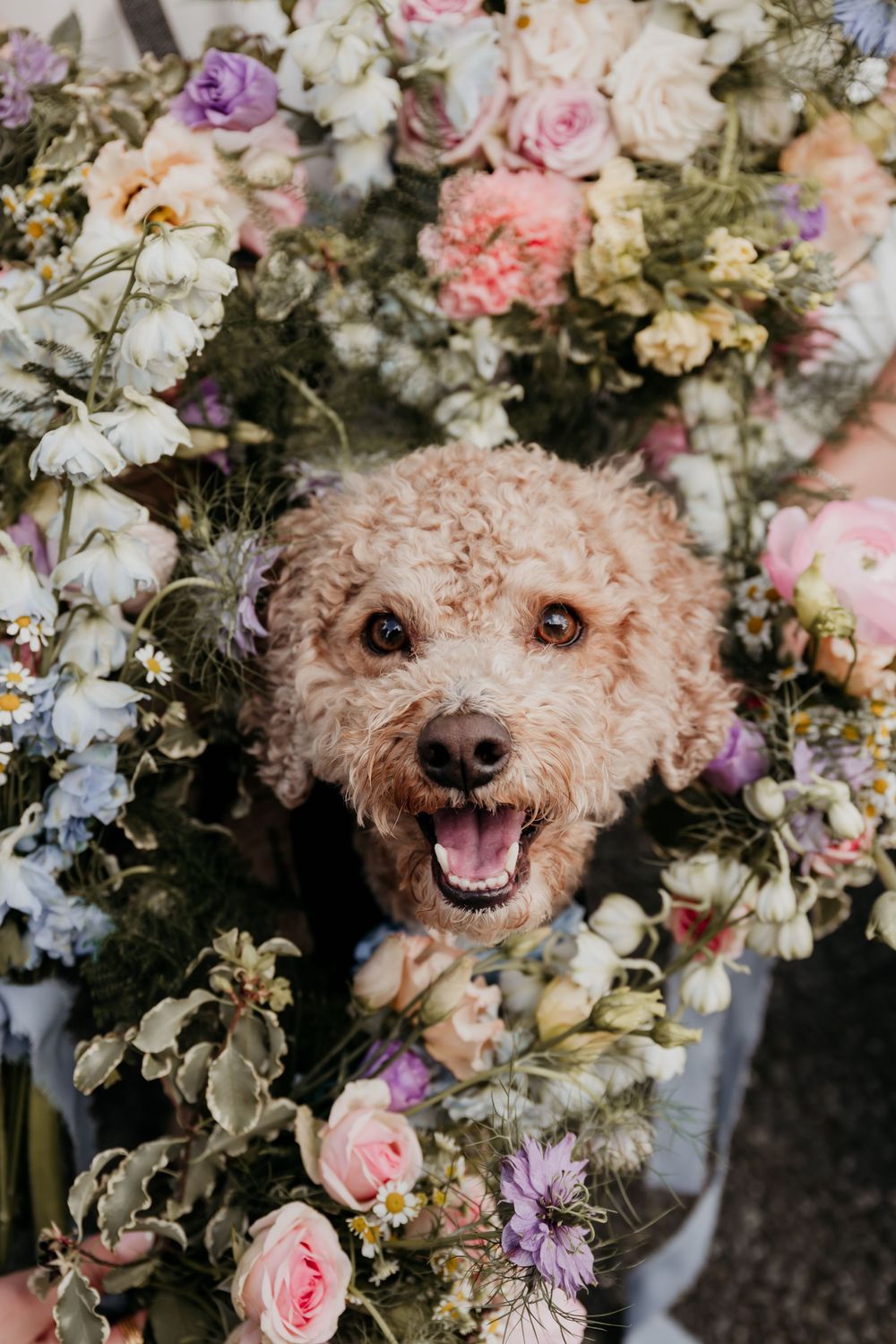 Happy fluffy golden doodle dog surrounded by colorful wedding bouquet flowers including pink roses and purple blooms.