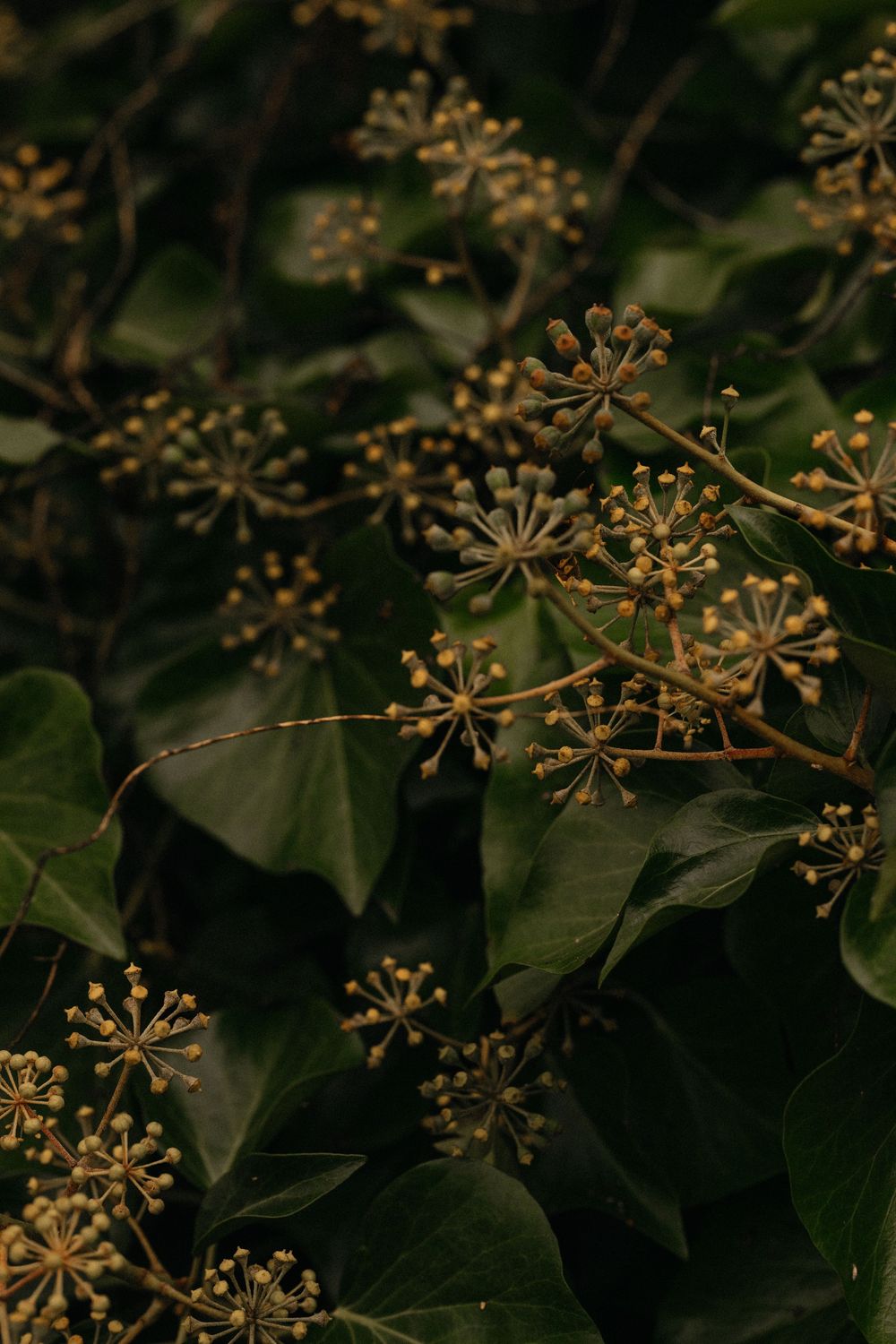 Close-up of delicate dried seed pods and dark green leaves against a moody dark background.