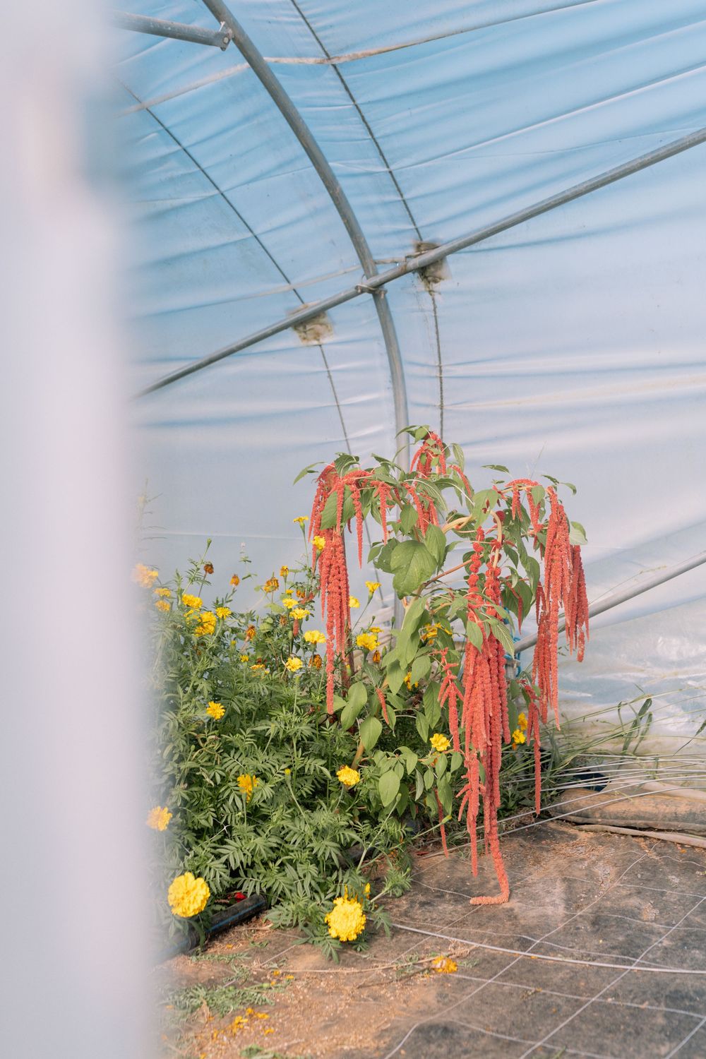Hanging red amaranth flowers and yellow blooms in greenhouse with blue tinted roof.