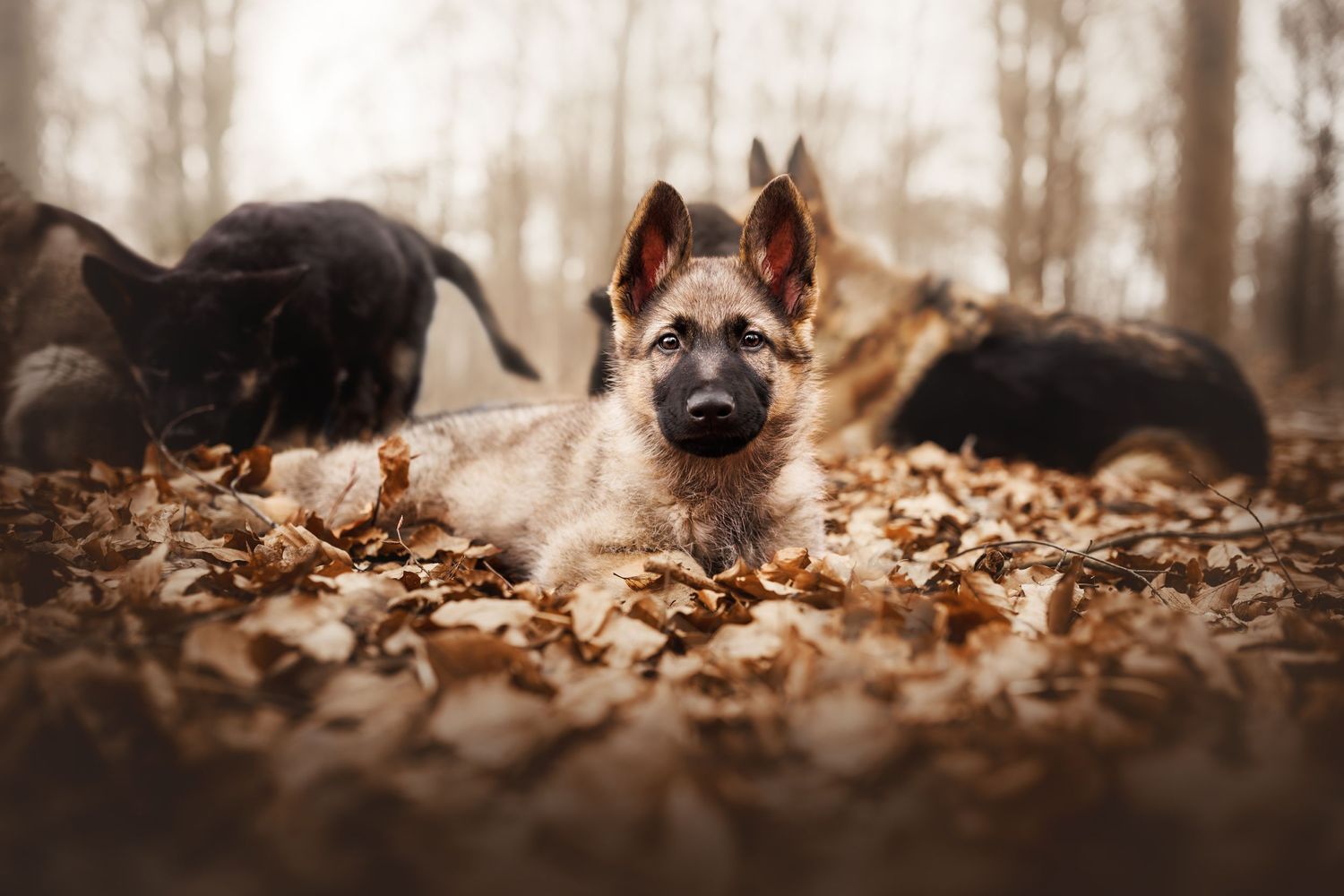 German Shepherd lying in autumn leaves with other dogs visible in background.