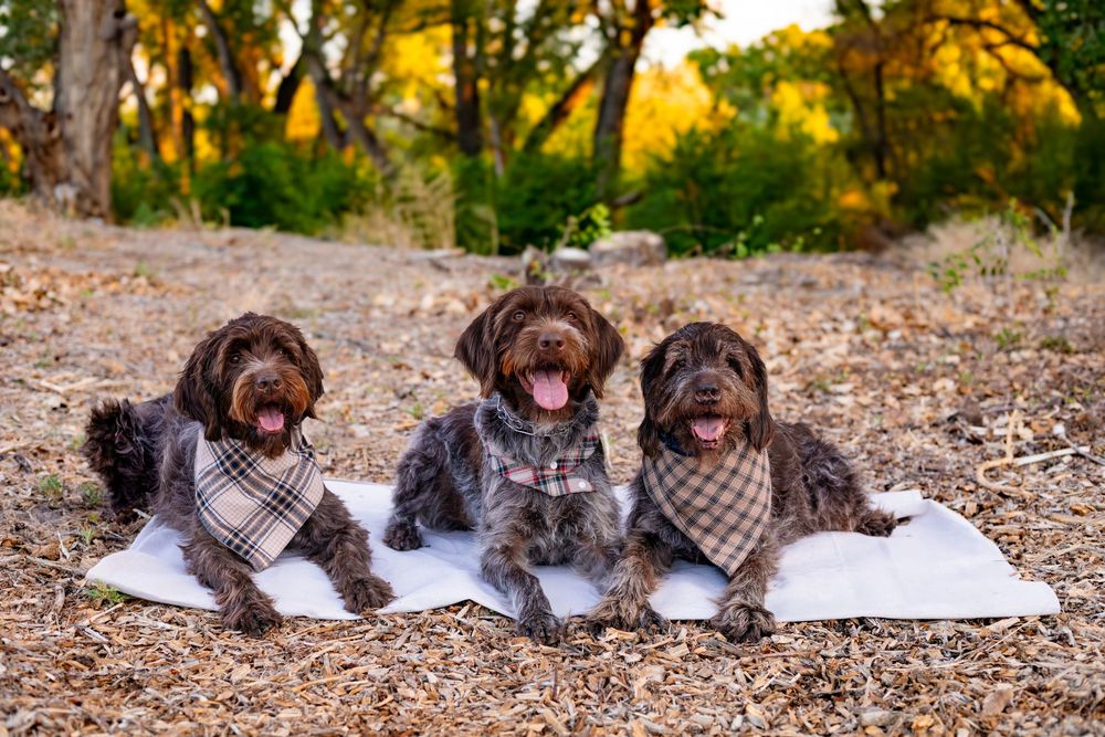 Three brown dogs wearing plaid scarves sitting on a white blanket in a forest during golden hour.