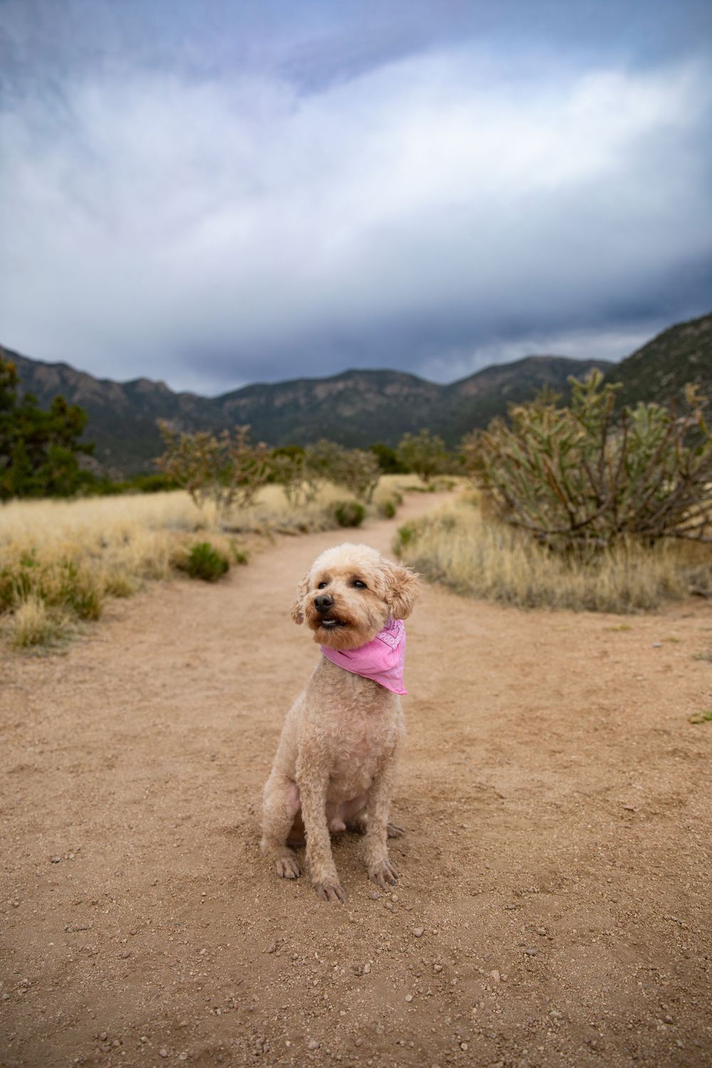 A fluffy dog wearing a pink bandana sits on a dirt trail with mountains and cloudy sky in the background.
