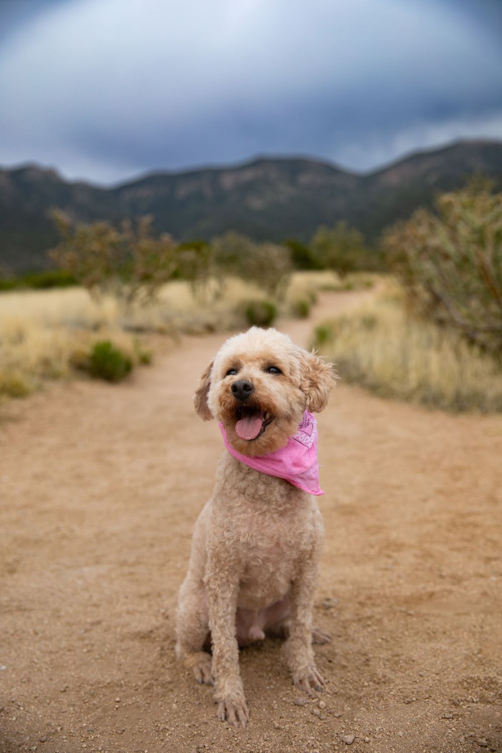 A fluffy golden doodle dog wearing a pink bandana sits on a desert trail with mountains in the background.