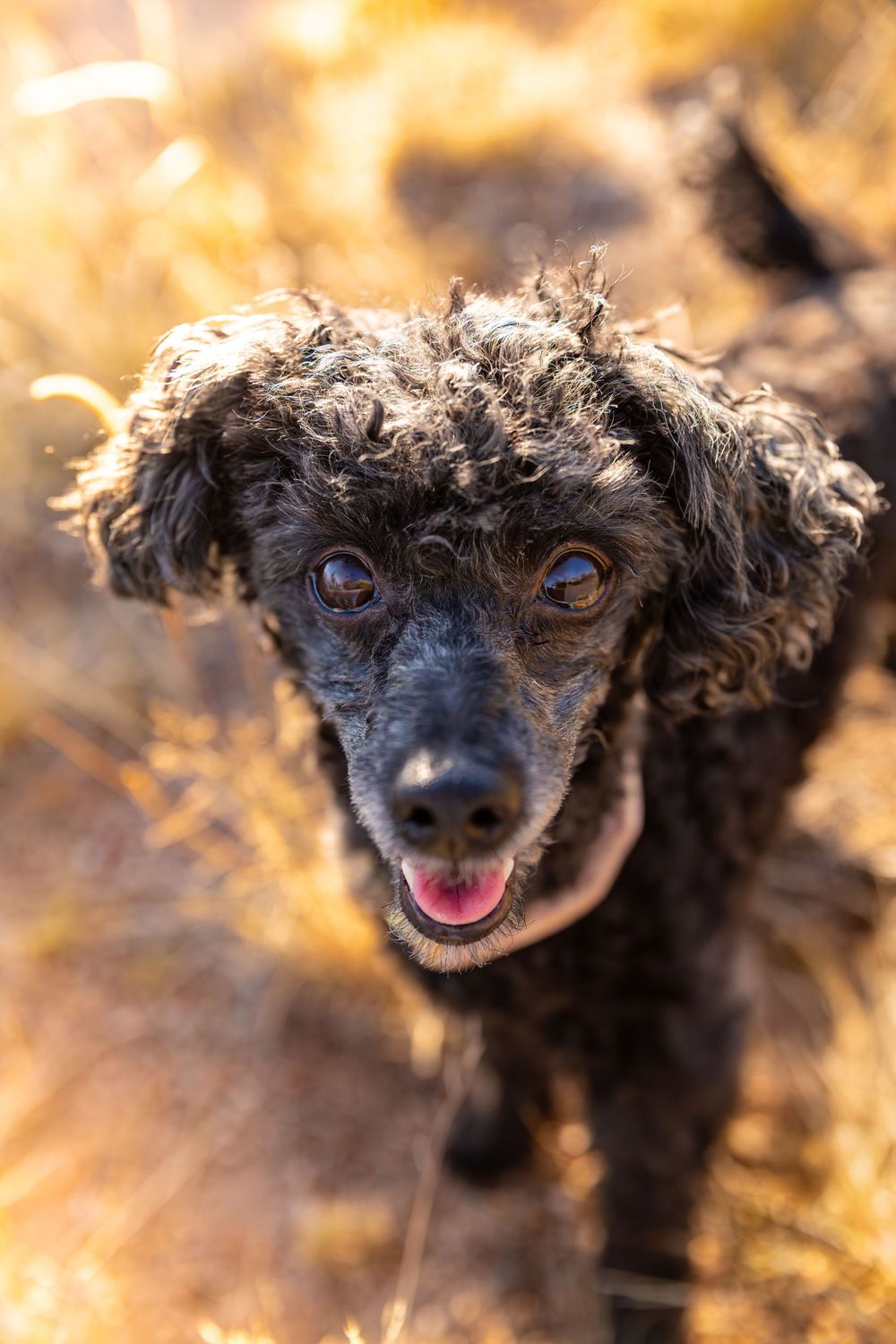 Black curly-haired poodle mix dog shows various playful facial expressions in a series of connected portrait shots.
