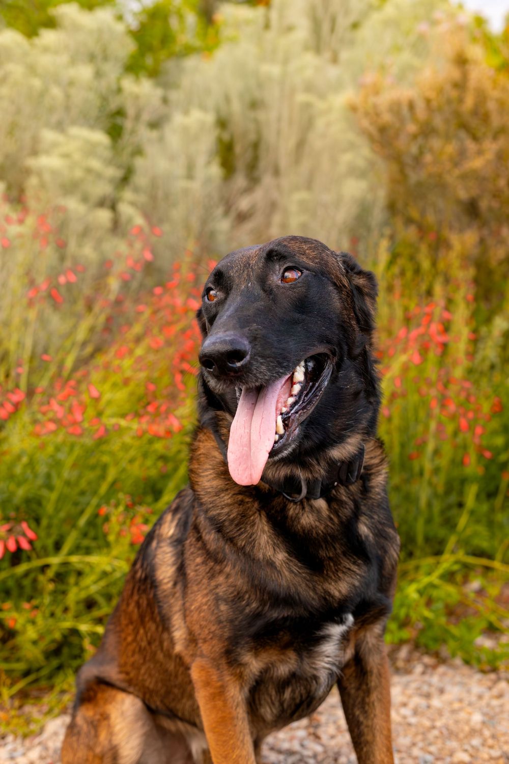 Portrait of a German Shepherd mix dog with colorful wildflowers in the background.