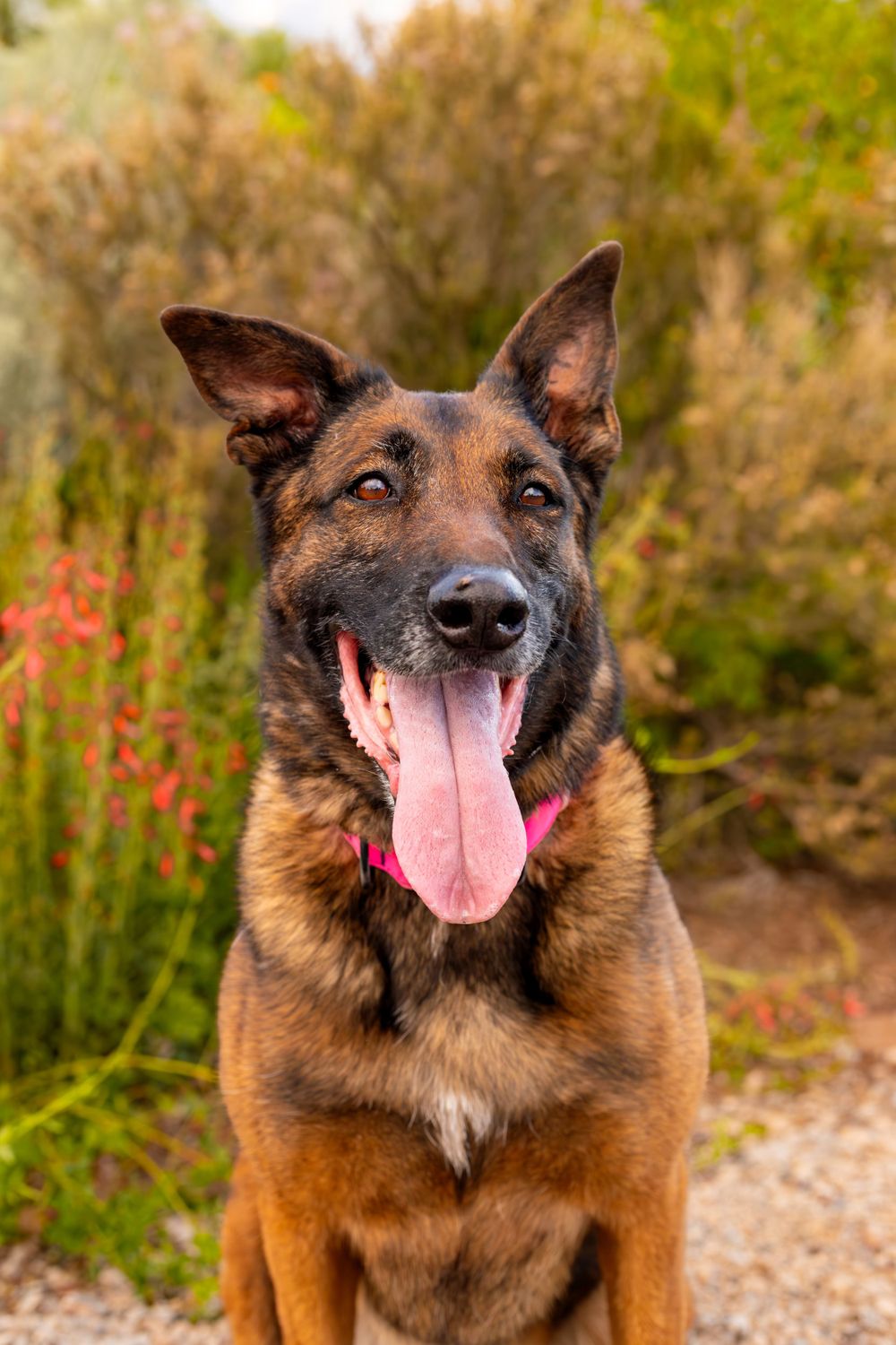 Happy German Shepherd dog with tongue out against autumn foliage background.