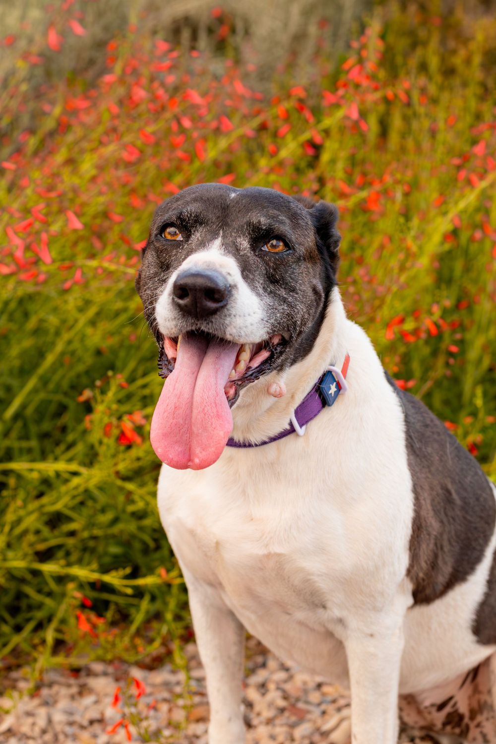 Happy black and white dog with tongue out posing in front of red wildflowers in garden setting.