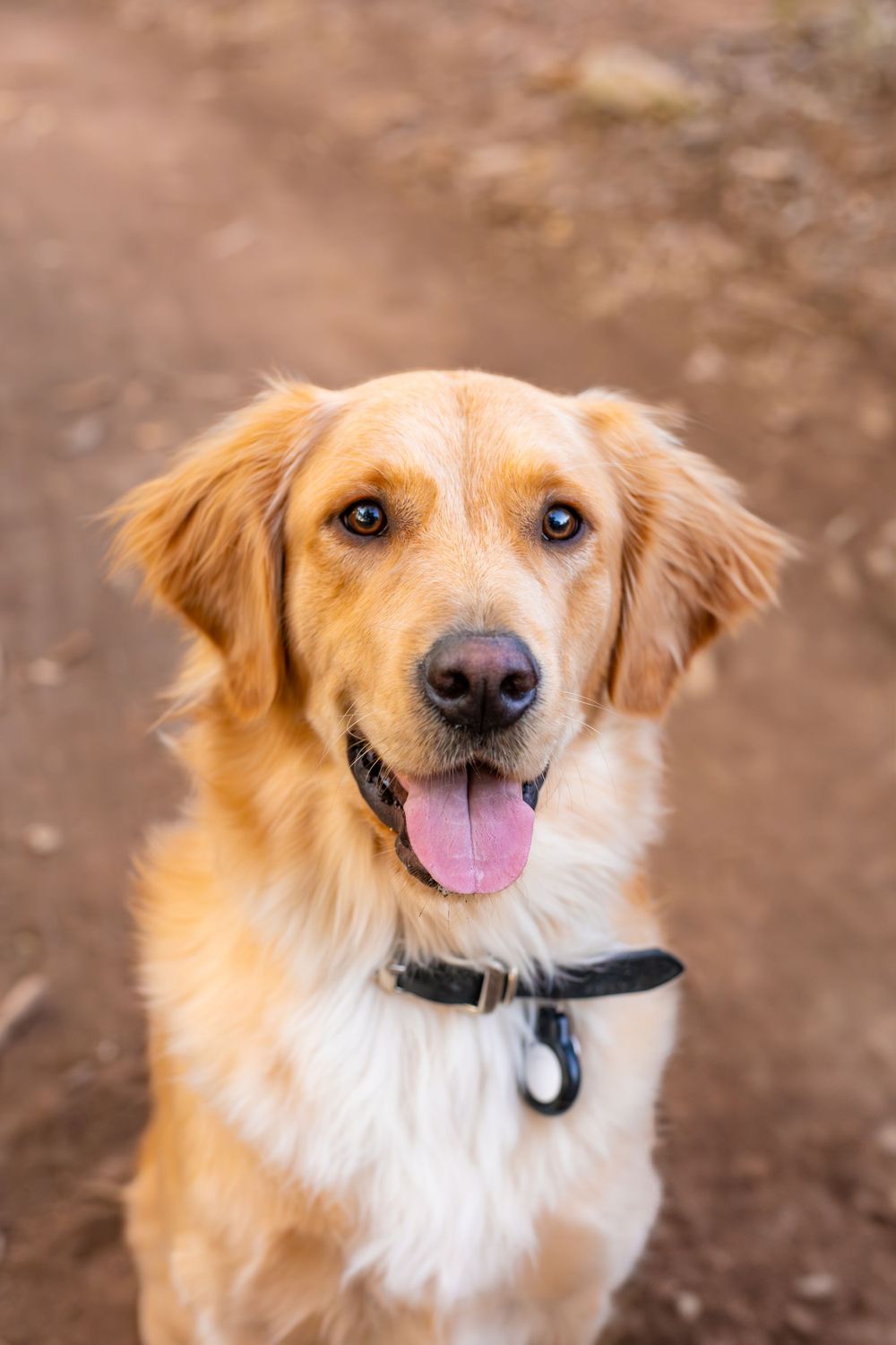 Portrait of a smiling golden retriever with a black collar on a dirt trail.