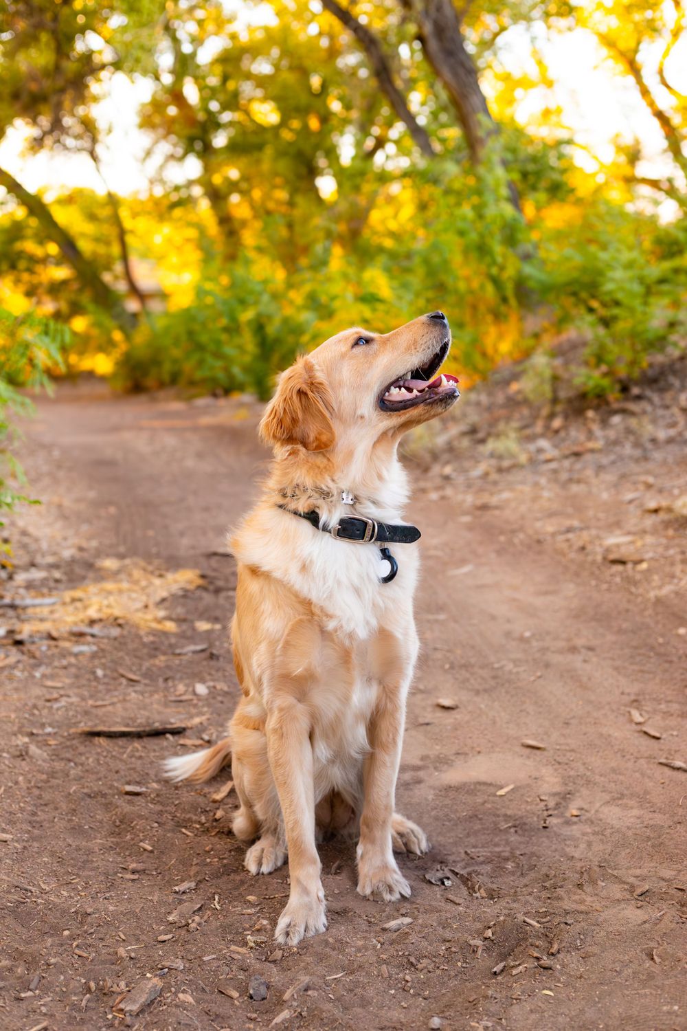 Golden retriever sitting attentively on dirt path surrounded by autumn foliage.