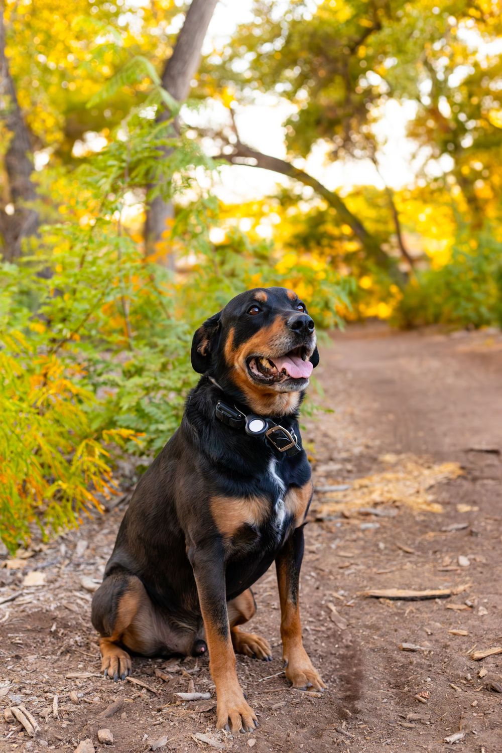 Happy rottweiler mix dog sitting on trail with fall colors in background.