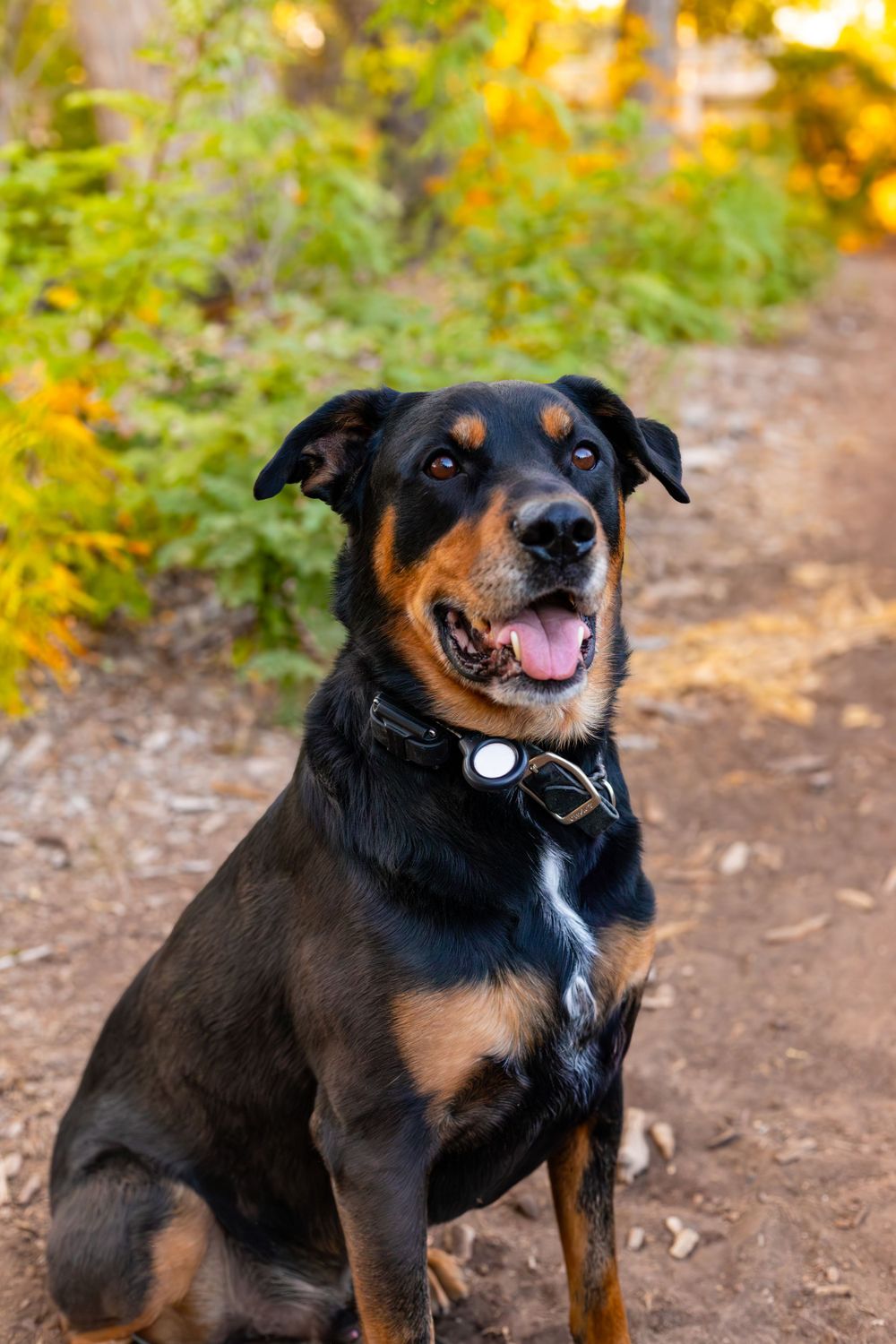 Happy black and tan dog sitting on dirt trail with autumn foliage in background.