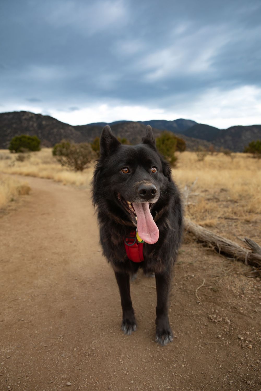 A black dog with a red tongue stands on a dirt trail with mountains and desert landscape in the background.