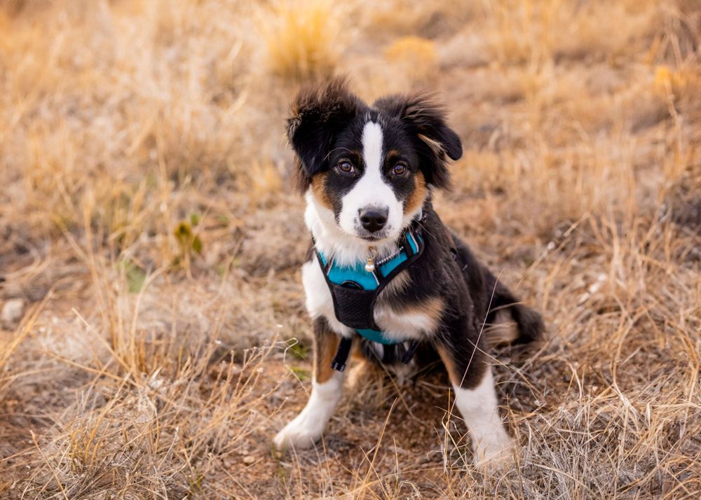 An adorable black and white border collie puppy with a blue collar sits in dry grass.