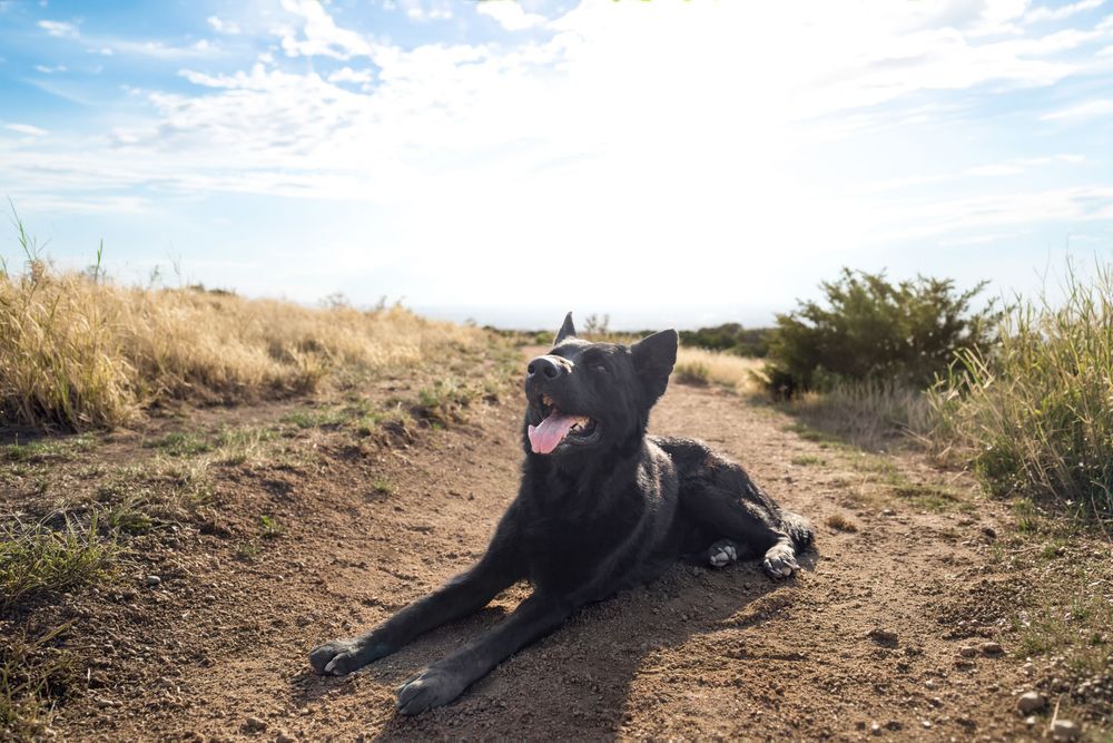 Black Cane Corso dog lying on a dirt trail with tongue out, surrounded by dry grass and blue sky.