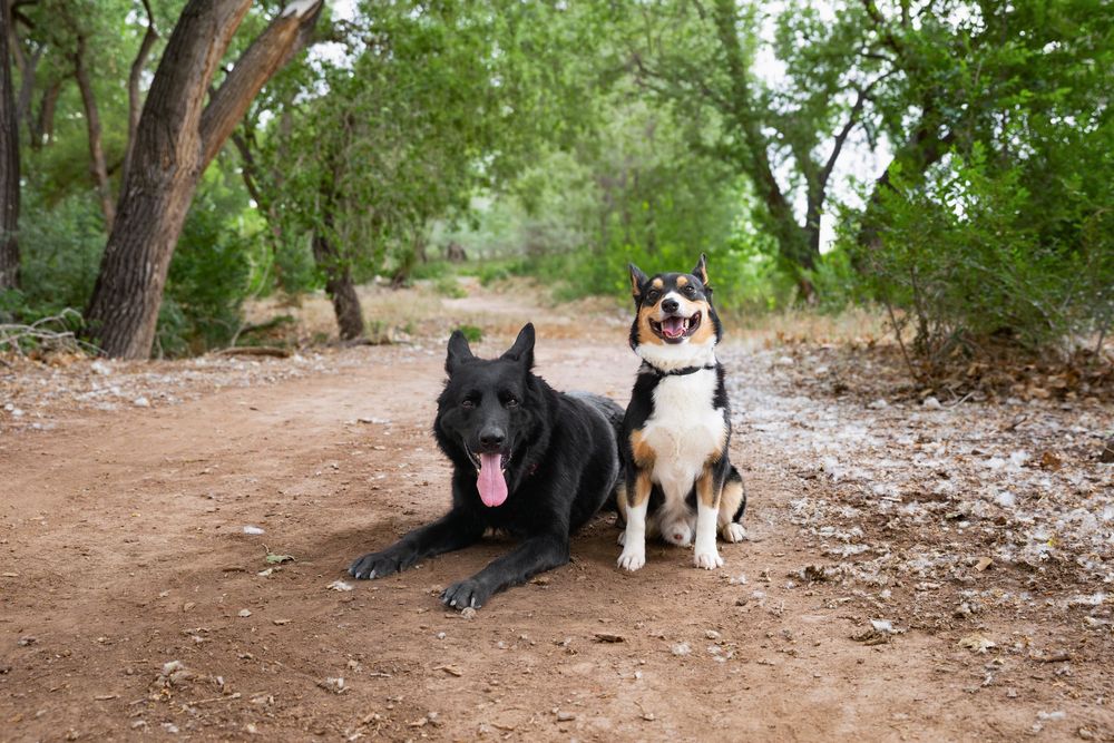 Two dogs, a black German Shepherd and a tri-color Australian Shepherd, resting on a dirt trail surrounded by green trees.