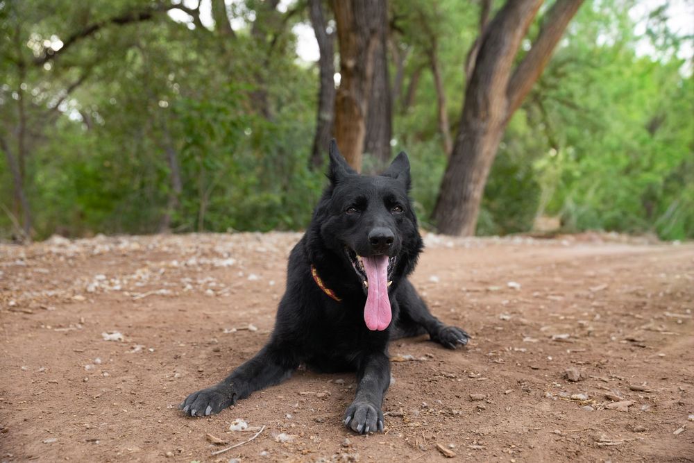 Black German Shepherd dog lying on dirt ground with tongue out, surrounded by trees in a forest park setting.