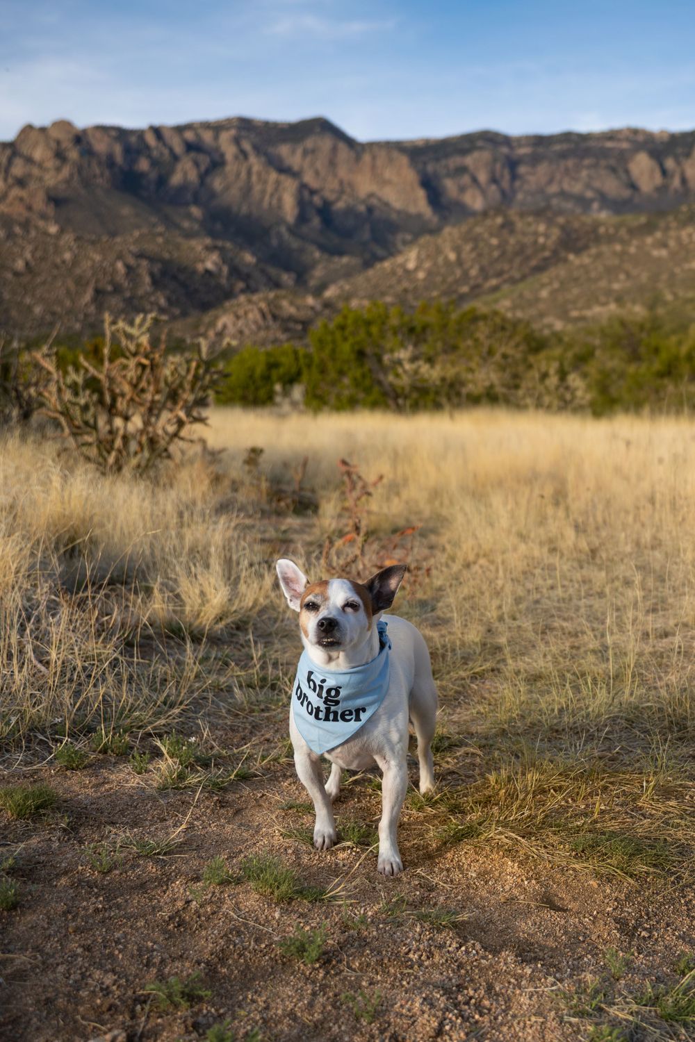 A small white dog wearing a Big Brother bandana stands in a dry desert field with rugged mountains in the background.