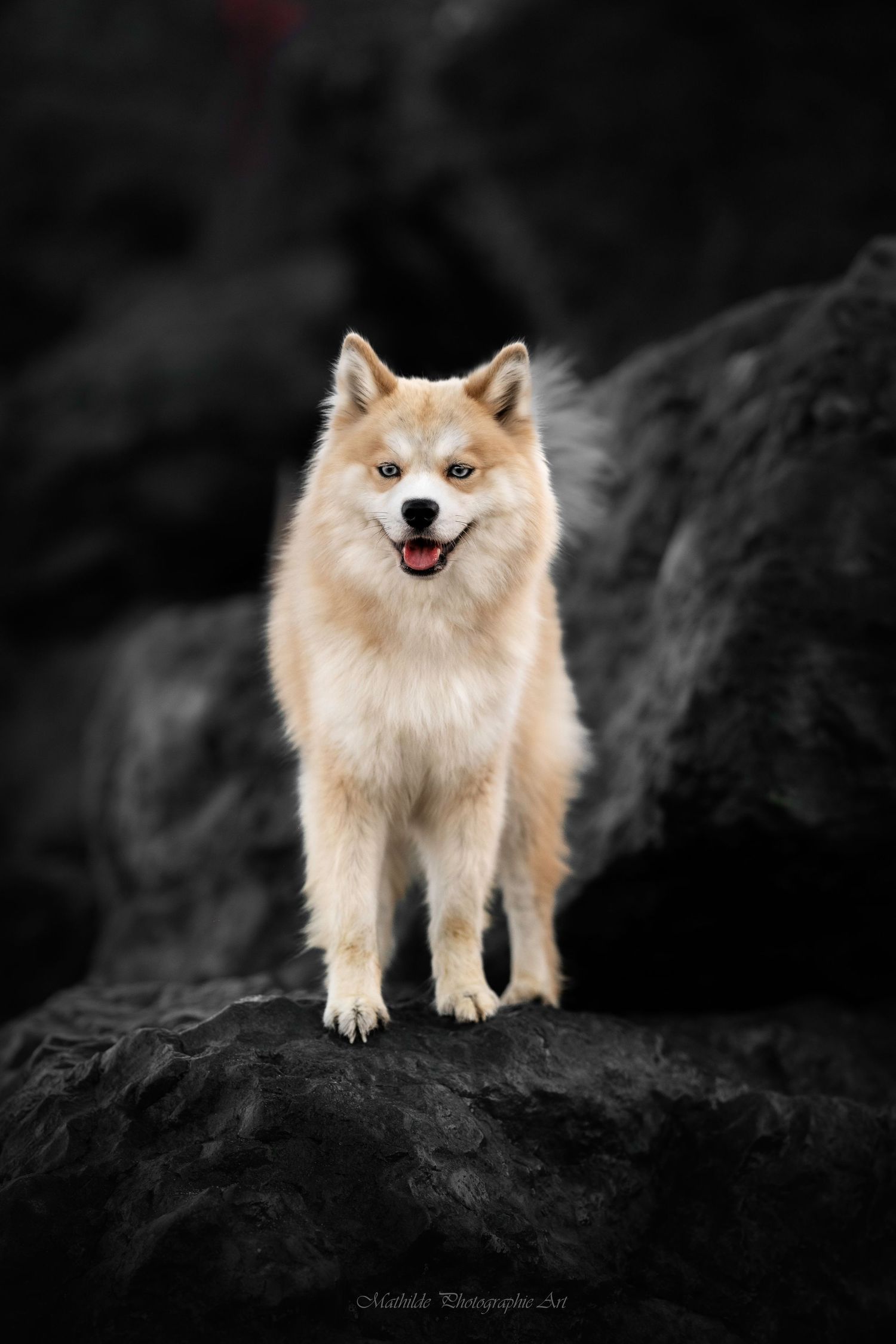 photographe chien
séance photo chien
photographie animaux de compagnie
portrait de chien
photo chien extérieur
photographe Drôme Valence