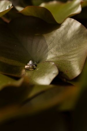 Wedding rings on a lily pad, luxury wedding photography