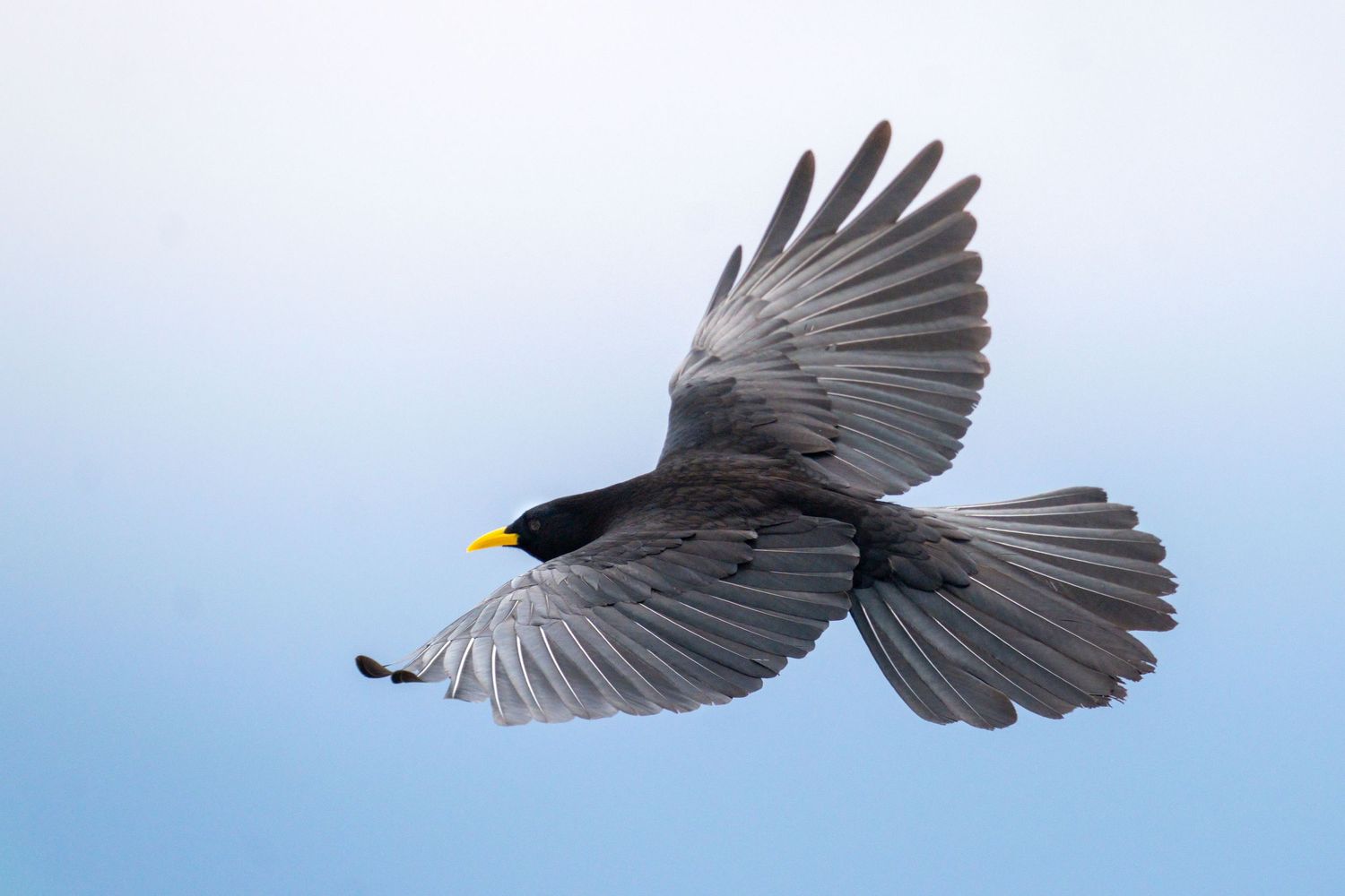 Sequence of a black bird with yellow beak in flight spreading its wings against a light blue sky.